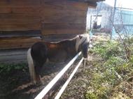 千代福祉会グループ-ペットのポニーとあじさい