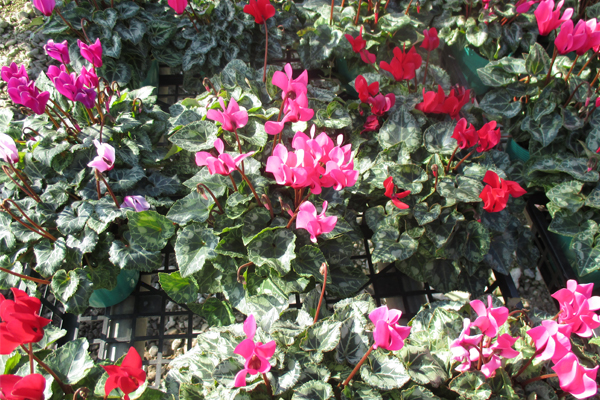 サンプルイメージ