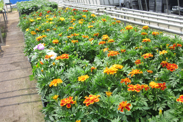 サンプルイメージ