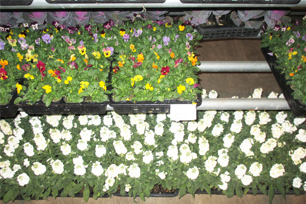 サンプルイメージ