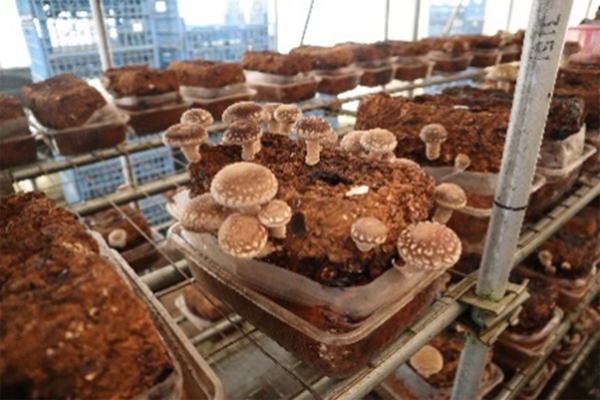 サンプルイメージ